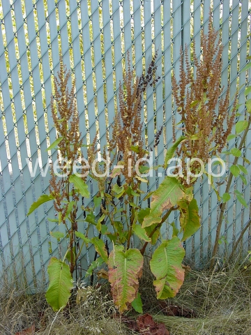 dock, broadleaf